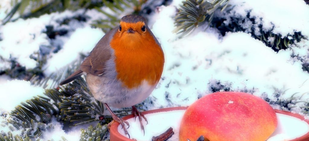 Harmóniában a természettel – Téli madáretetés