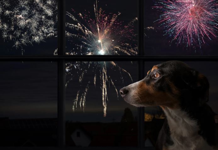 Cserbenhagyott állatok és menhelyek