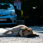 Megunták? Kidobták!